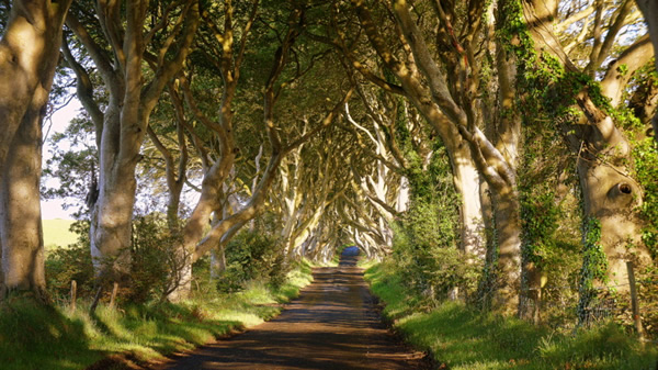 The Dark Hedges