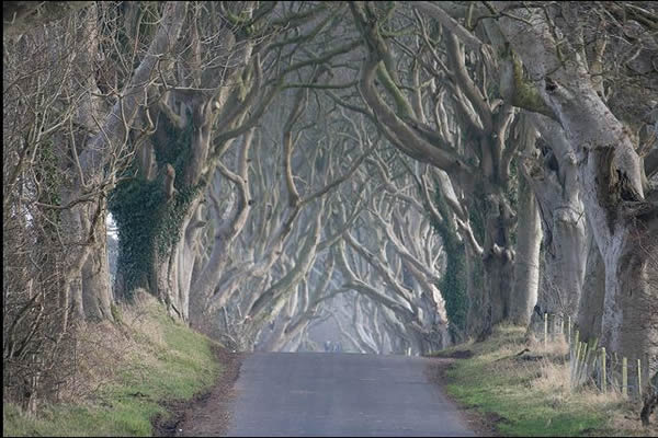 The Dark Hedges