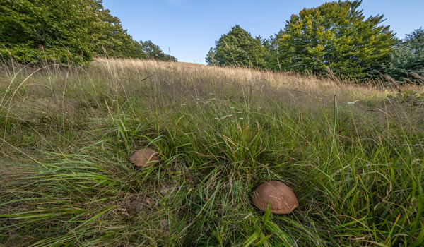 Appennino Tosco Romagnolo